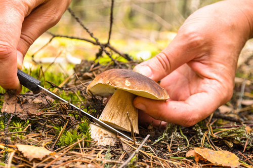 Pieczarki na polanie w jesiennym lesie grzybowym. Szukaj grzybów w lesie. Zbieranie grzybów.