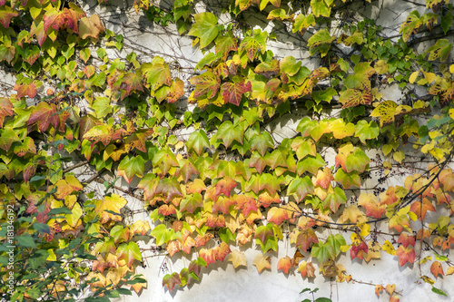 Amazing autumn background with Victoria creeper five-leaved ivy leaves creeping on white wall in sunlight with various fall colo