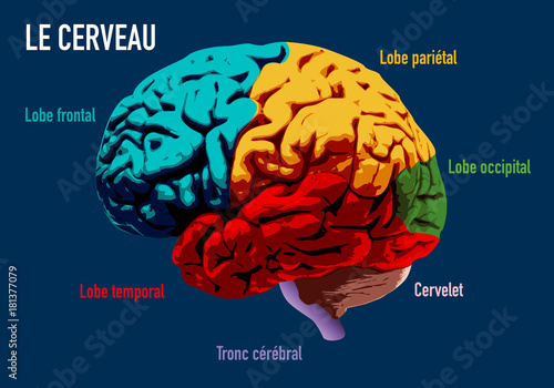 cerveau - médecine - intelligence - santé - mentale - symbole - médecin - schéma - maladie - neurone