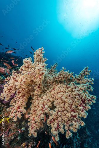 soft coral on a tropical reef