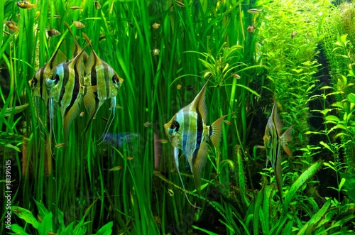 Aquarium Fische Skalare in großem Meeresaquarium mit vielen Wasserpflanzen im Hintergrund in der Farbe grün