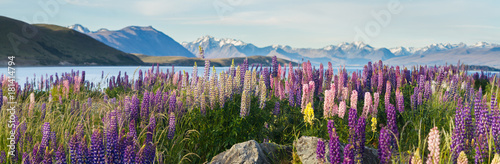 new zealand lupins in spring