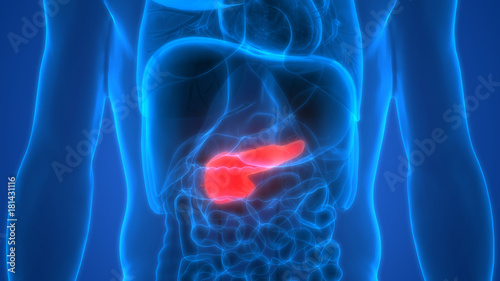 Human Body Organs Anatomy (Pancreas)