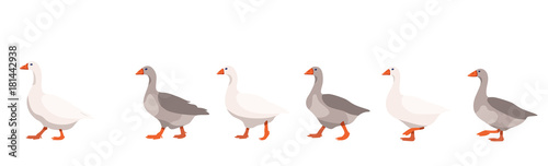 Flock of domestic geese isolated on white background, geese covey follows the leader