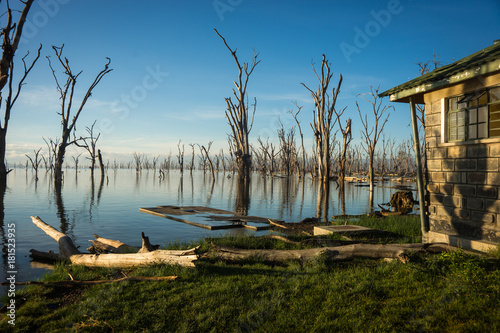 Dead trees in flooded Lake Nakuru with reflections in Kenia
