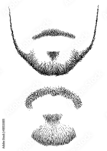 Beard illustration, drawing, engraving, ink, line art, vector