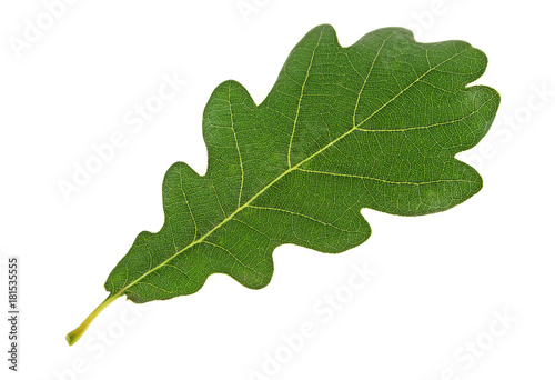 Green oak leaf isolated on a white background