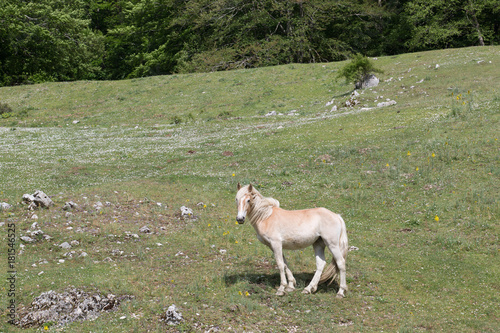 Cavallo selvaggo nel Parco Nazionale del Cilento e Vallo di Diano, primavera; Wild horses 