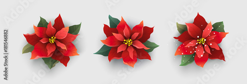 Red Christmas poinsettia flower isolated on white