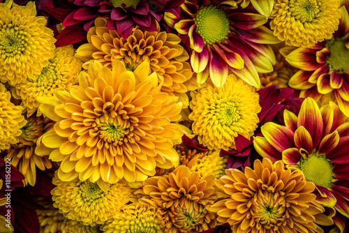 Mums in warm fall colors fill the frame.