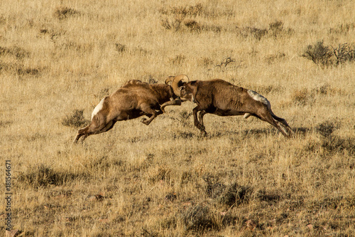 Battling Bighorns VII