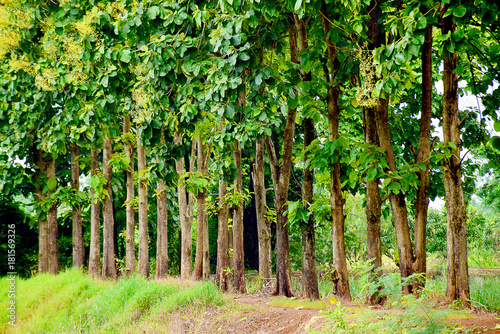 Teak wood in the forest