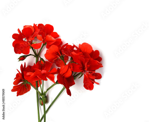 Geranium red flower bright color on white background