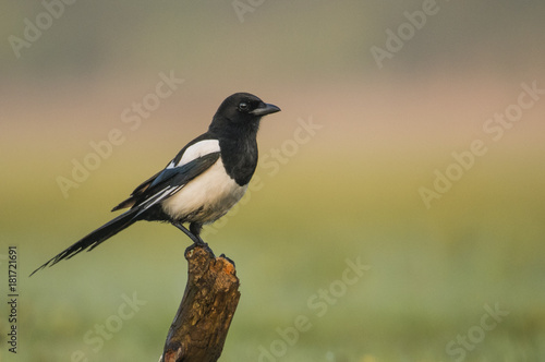 Magpie (Pica pica)