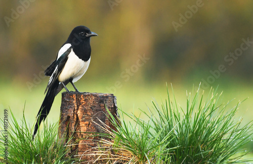 Magpie (Pica pica)