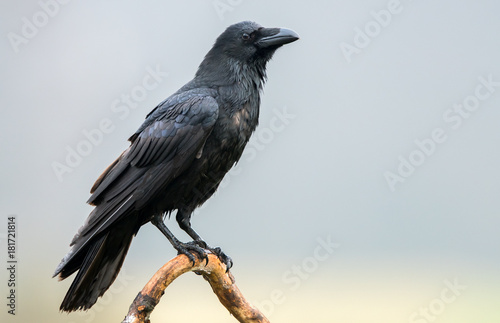 Raven (Corvus corax)