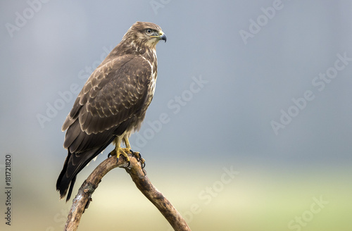 Common buzzard (Buteo buteo)