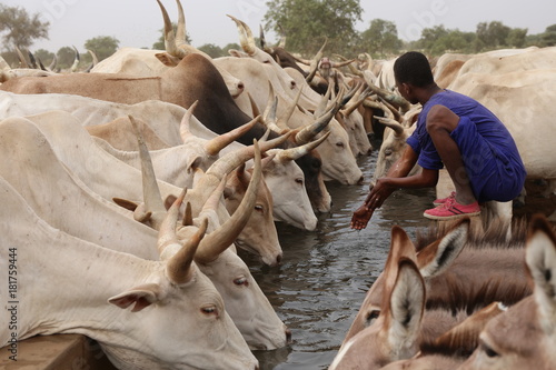 a cattle of thirsty cows drinking in north of senegal during the dry season