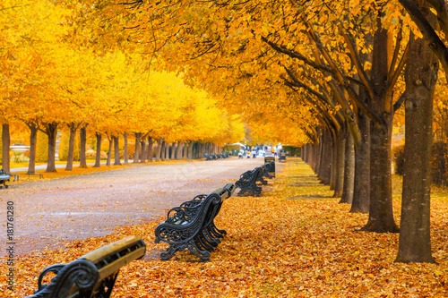 Tree lined avenue in Regent's Park of London