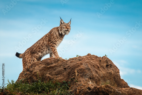 Lynx climbed on a stone and looking at the horizon