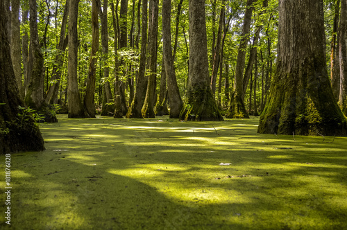 Cypress swamp at Mississippi with small crocodile getting tan and tree with roots looking for oxygen