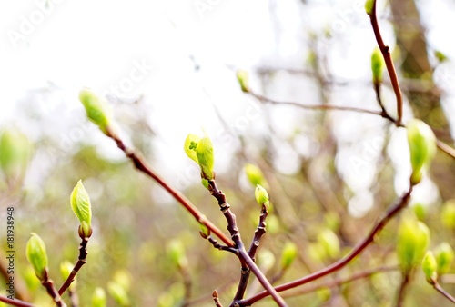 木の芽 