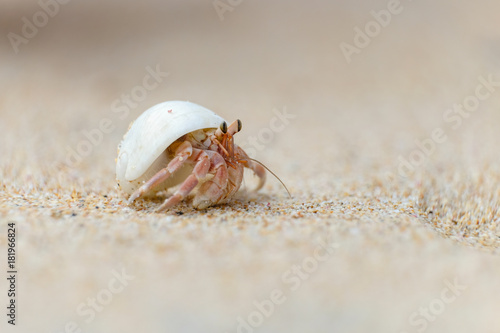 Einsiedlerkrebs am Strand in Sri Lanka