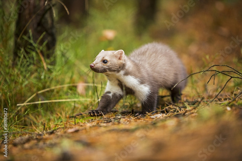 Marten, Marten foida into forest