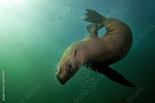 brown fur seal, arctocephalus pusillus, South Africa