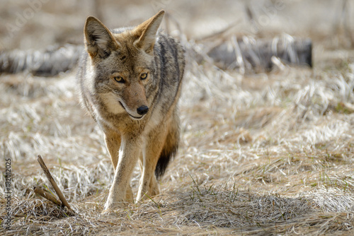 Coyote 1