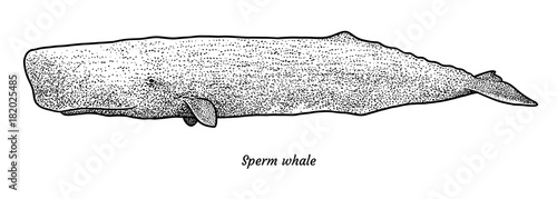 Sperm whale illustration, drawing, engraving, ink, line art, vector