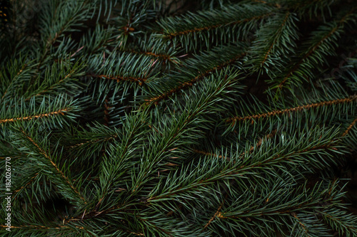 Spruce branches. Can be use how background