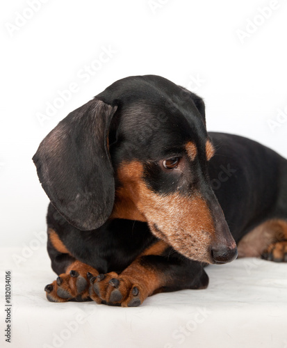 dog breed dachshund portrait on white background