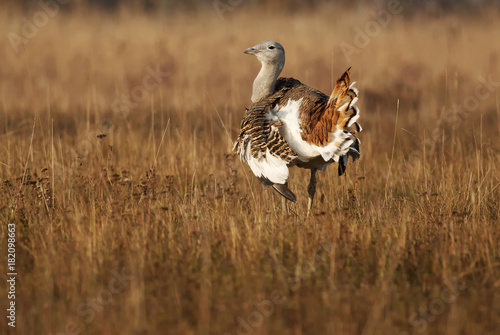 Great Bustard, Otis tarda, Hungary, Europe