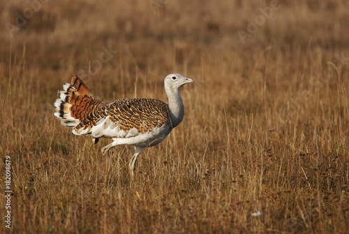 Great Bustard, Otis tarda, Hungary, Europe