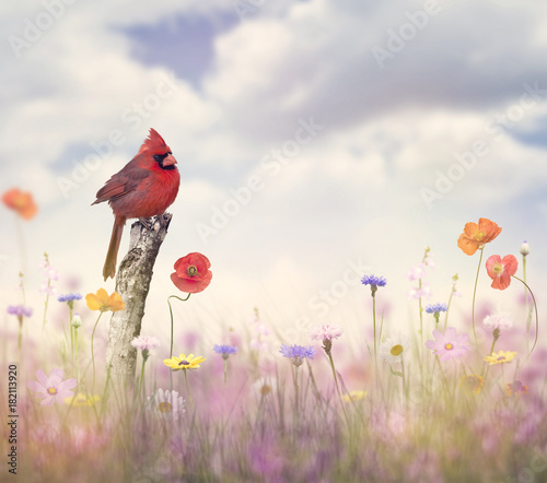 Kardynał ptak w polu kwiat