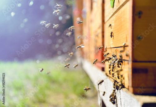 Bees flying around beehive. Beekeeping concept.