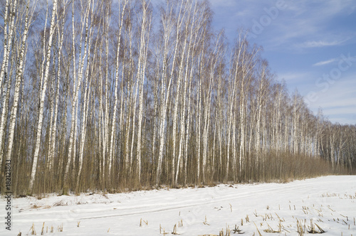 берёзовый лес зимой в ясный солнечный день