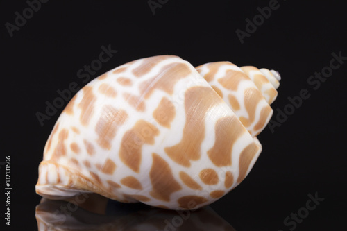 Sea shell of marine snail isolated on black background