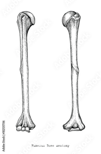 Anatomy of upper human arm bones hand drawing vintage style,Human humerus