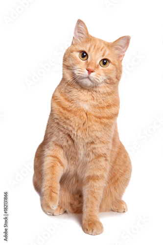 Cute red yellow pale cat sitting isolated on white background.
