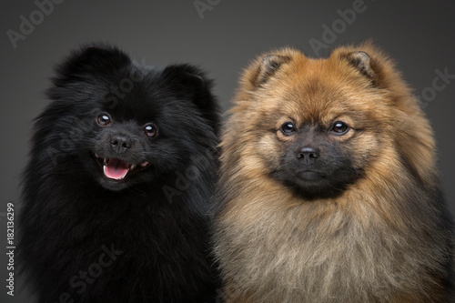 beautiful spitz dogs on grey background