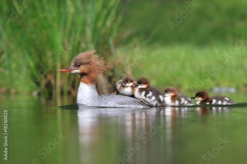 Female goosander, mergus merganser, and babies. Wildlife in Czech.