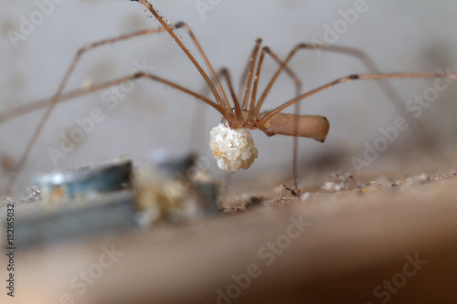 A Cellar Spider (Pholcus sp), female carrying a ball of eggs, Penzance, Cornwall, England, UK.