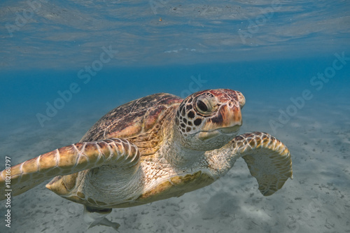 Green sea turtle swimming in the tropical sea close up