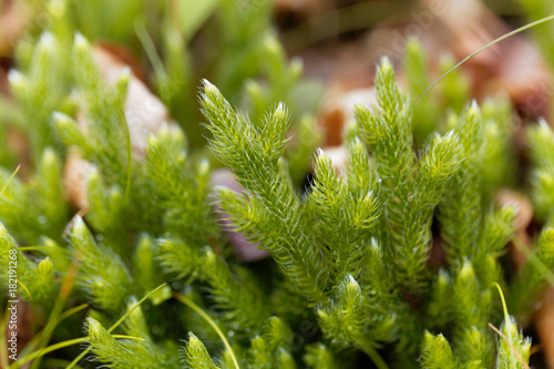 Plant of running clubmoss, Lycopodium clavatum