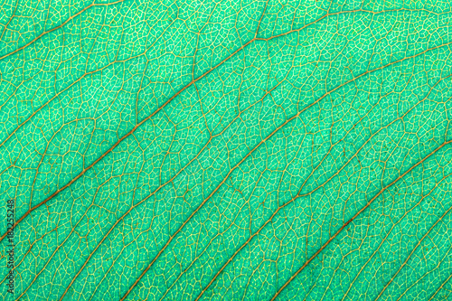 abstract background of green leaf texture