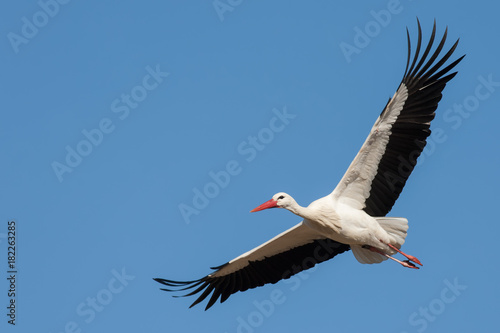 Fliegender Weißstorch (Ciconia ciconia)