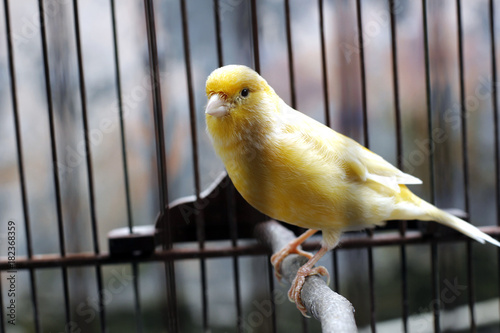 Beautiful yellow canary sitting on the cage