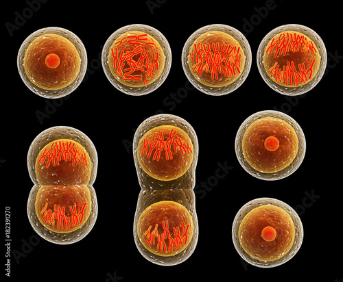 Process division of cell